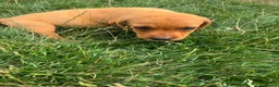 Labrador Retriever dogs for sale: Last Fox Red Girl Remaining, Health Checked - Advert 1