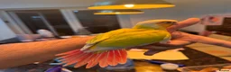 Conures birds for sale: Conure Hand Reared Babies Looking for new perches - Advert 4