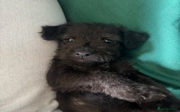 Mixed Breed dogs for sale: Patterdale X Border terrier puppies  - Image 6