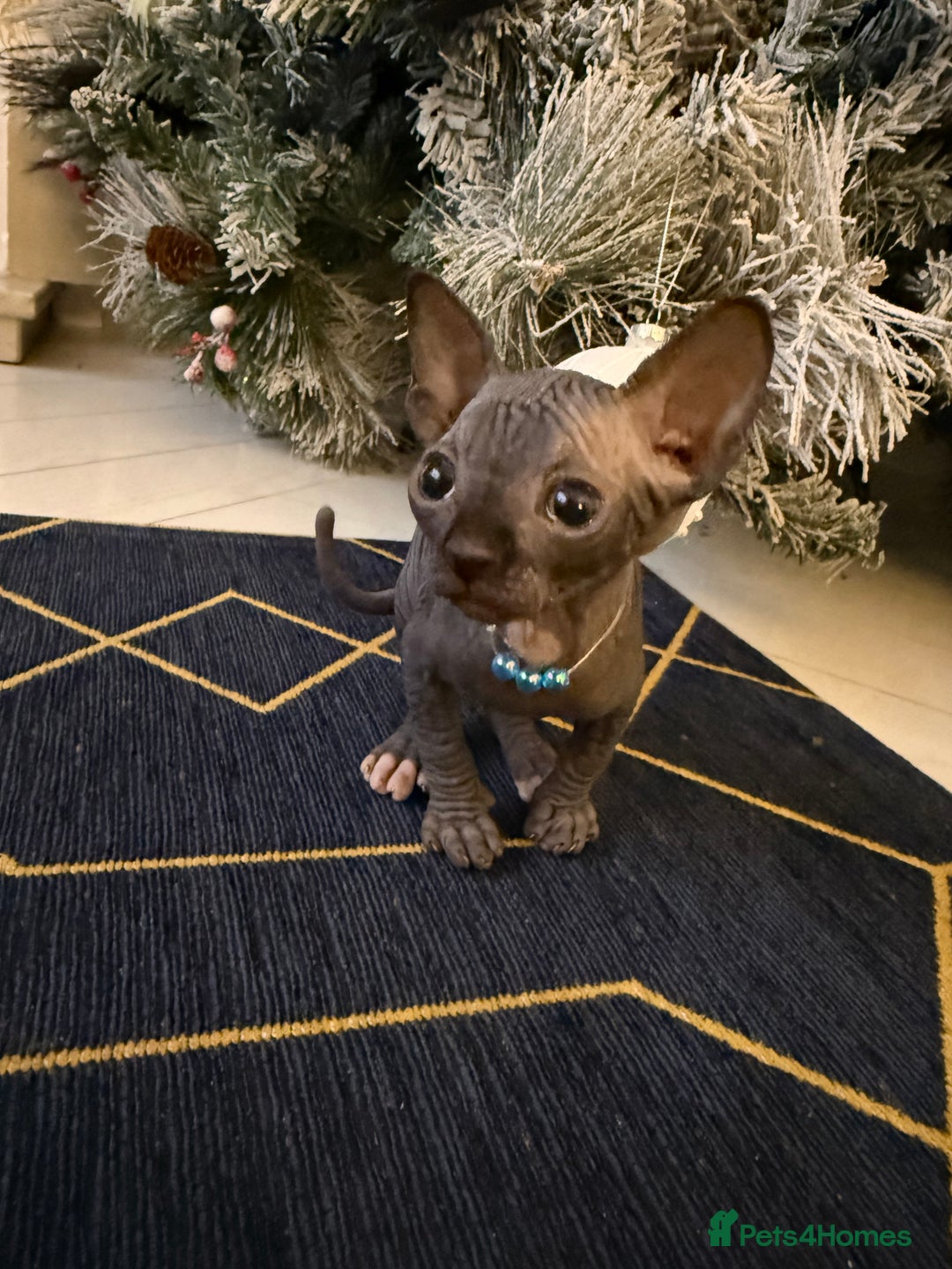 Sphynx cats for sale: Stunning Kittens!  - Advert 12