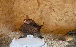 Chickens poultry for sale: Silver pencil Wyandotte LF,gold partridge brahmas  - Image 5