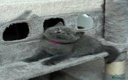 British Shorthair cats for sale: GCCF Registered British Shorthair kittens  - Image 2