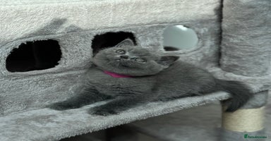 British Shorthair cats - Advert 14