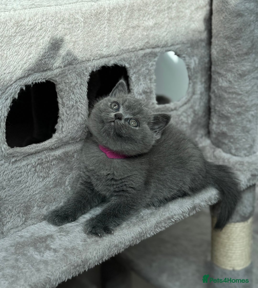 British Shorthair cats for sale: GCCF Registered British Shorthair kittens  - Image 2
