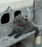 British Shorthair cats - Advert 12