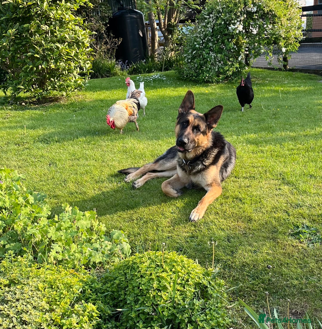 German Shepherd dogs for stud: KC Reg German Shepherd Stud available Proven - Advert 7