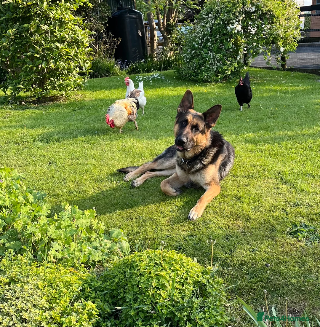 German Shepherd dogs for stud: KC Reg German Shepherd Stud available Proven - Advert 7