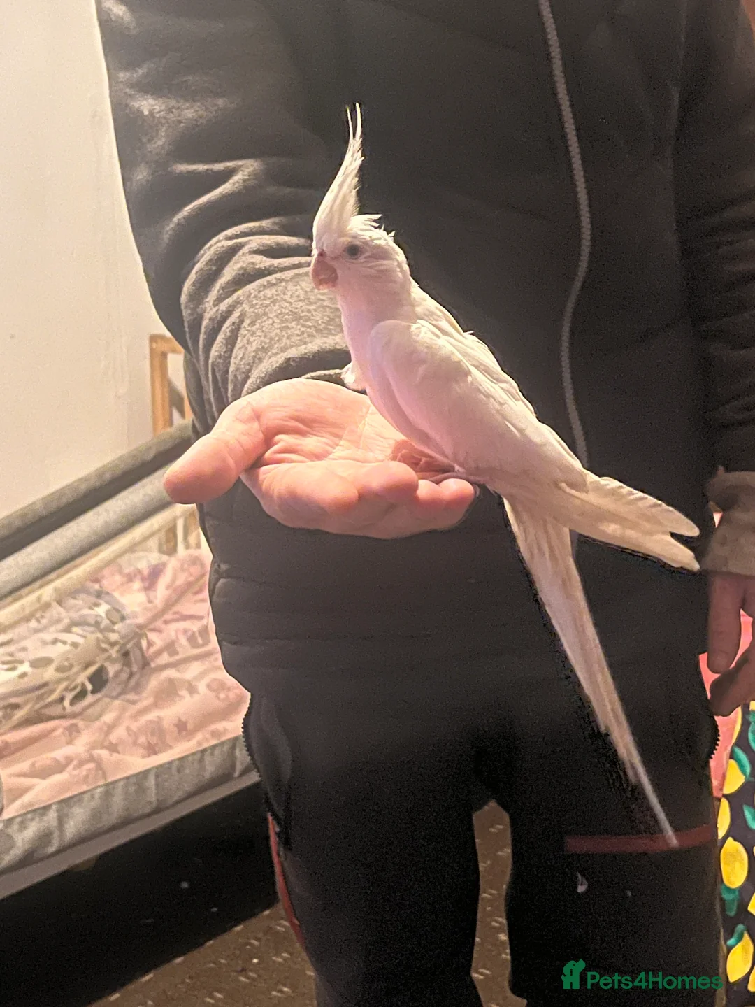 Cockatiels birds for sale: Hand tame cockatiels  - Advert 16