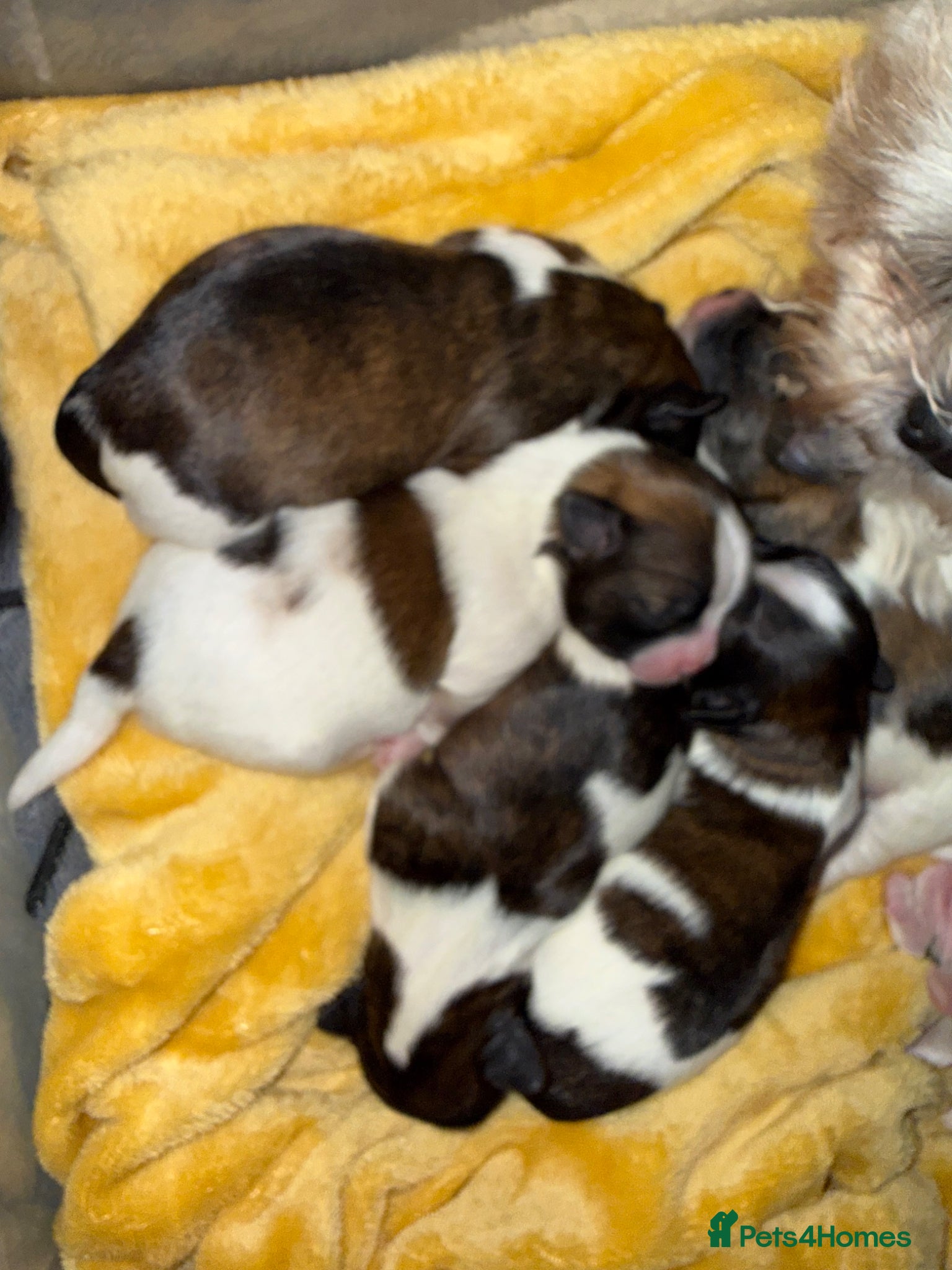 Shih Tzu dogs Purebred Shih Tzu Puppies Looking for Loving Homes - Advert 2