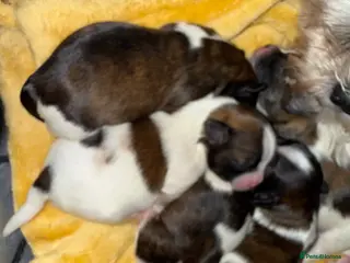 Shih Tzu dogs Purebred Shih Tzu Puppies Looking for Loving Homes - Advert 2