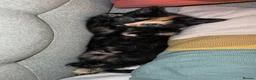 Domestic Shorthair cats for sale: Gorgeous girls  - Advert 6