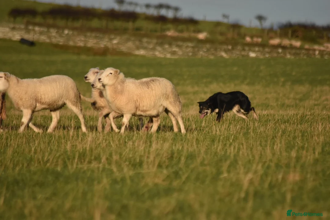 Border Collie dogs for sale: Border collie pup - Advert 4