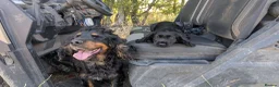 Cocker Spaniel dogs for sale: Ready now, black male pedigree cocker spaniel pup - Advert 5