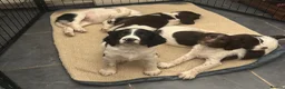 English Springer Spaniel dogs for sale: Quality springer spaniel puppies  - Advert 3
