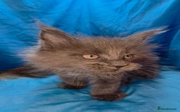 Maine Coon cats for sale: Ready December TICA beautiful Maine Coon Kittens  - Image 17