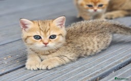 British Shorthair cats for sale: Tica reg Golden Shaded British shorthair kittens. - Image 9