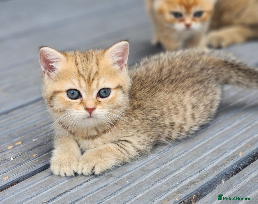 British Shorthair cats for sale: Tica reg Golden Shaded British shorthair kittens. - Image 9
