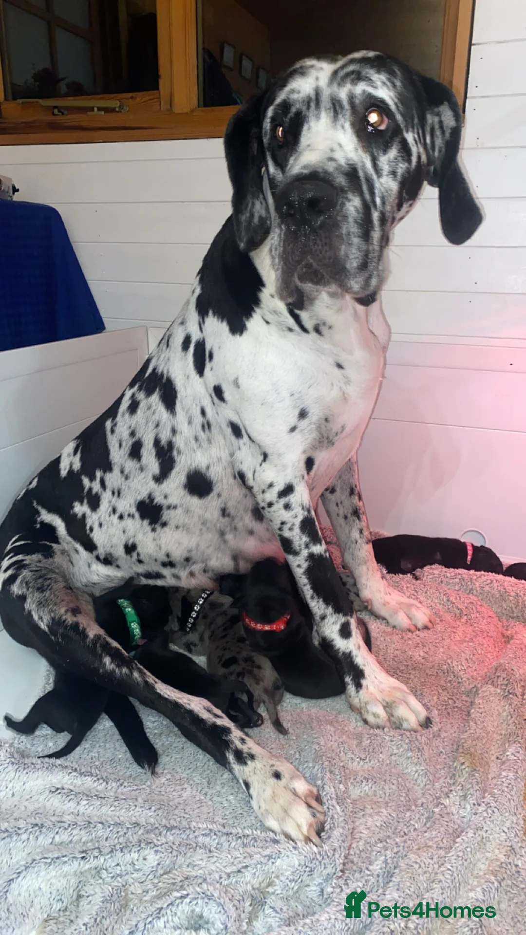 Mixed Breed dogs for sale: One beautiful big boy left in Yelverton - Advert 2