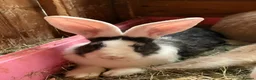 Continental Giant rabbits for sale: 2 sister continental giants.  - Advert 2