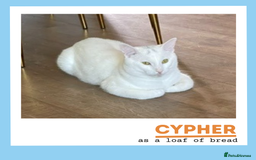 Turkish Angora cats for adoption: Cypher is a wee athlete! - Image 3