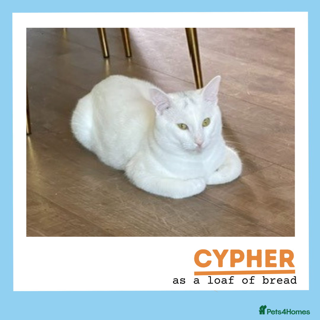Turkish Angora cats for adoption: Cypher is a wee athlete! - Image 3