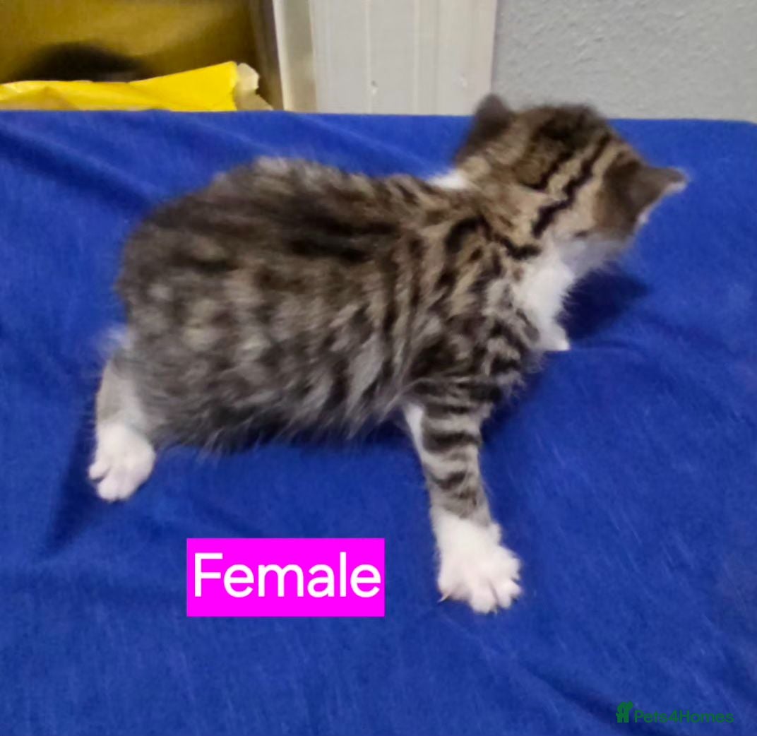 Mixed Breed cats Kittens 2 Male 1 Female in Chesterfield - Advert 7