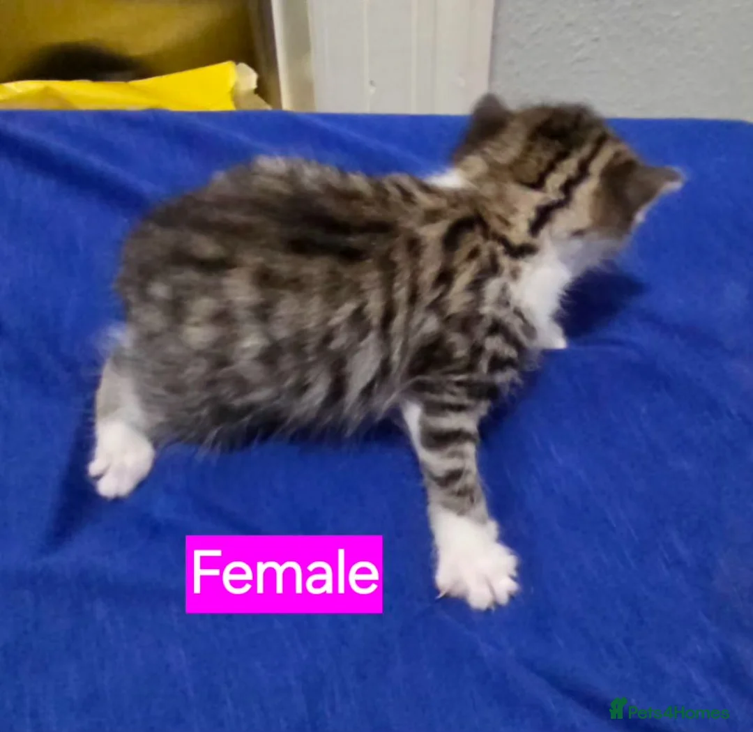 Mixed Breed cats for sale: Kittens 2 Male 1 Female in Chesterfield - Advert 1