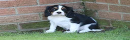 Cavalier King Charles Spaniel dogs for sale: Beautiful Cavalier King Charles Spaniel puppies - Advert 38