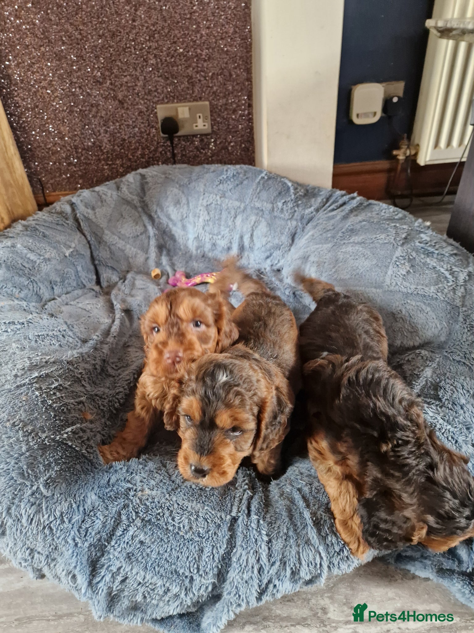 Cockapoo dogs for sale: RED AND SABLE F1 COCKAPOOS FOR SALE - Advert 7