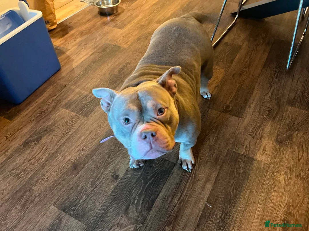 American Bulldog dogs for sale: pocket bulldog for sale  - Advert 2
