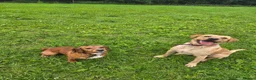 Cocker Spaniel dogs for adoption: Kairo the Gorgeous Goofy Golden Boy - Advert 17