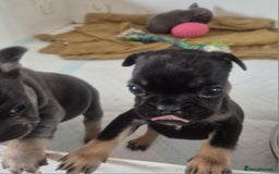 French Bulldog dogs for sale: French bulldog  puppies - Image 14