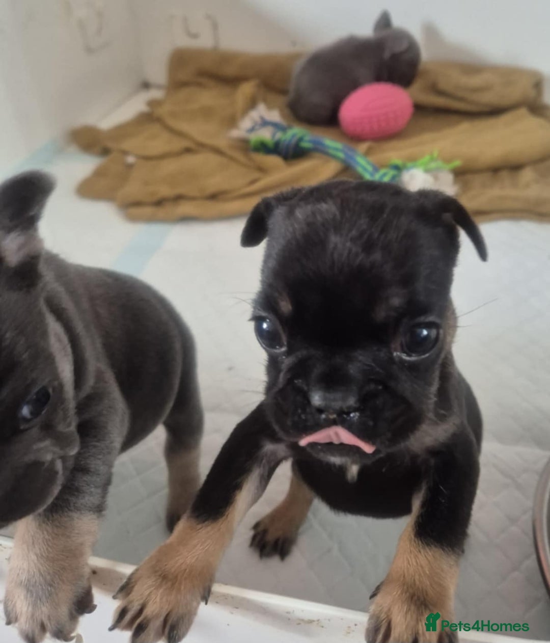 French Bulldog dogs for sale: French bulldog  puppies - Image 14