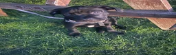 Mixed Breed dogs for sale: Panther in Leominster - Advert 13