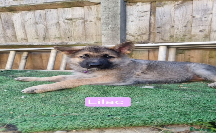 German Shepherd dogs - Advert 16