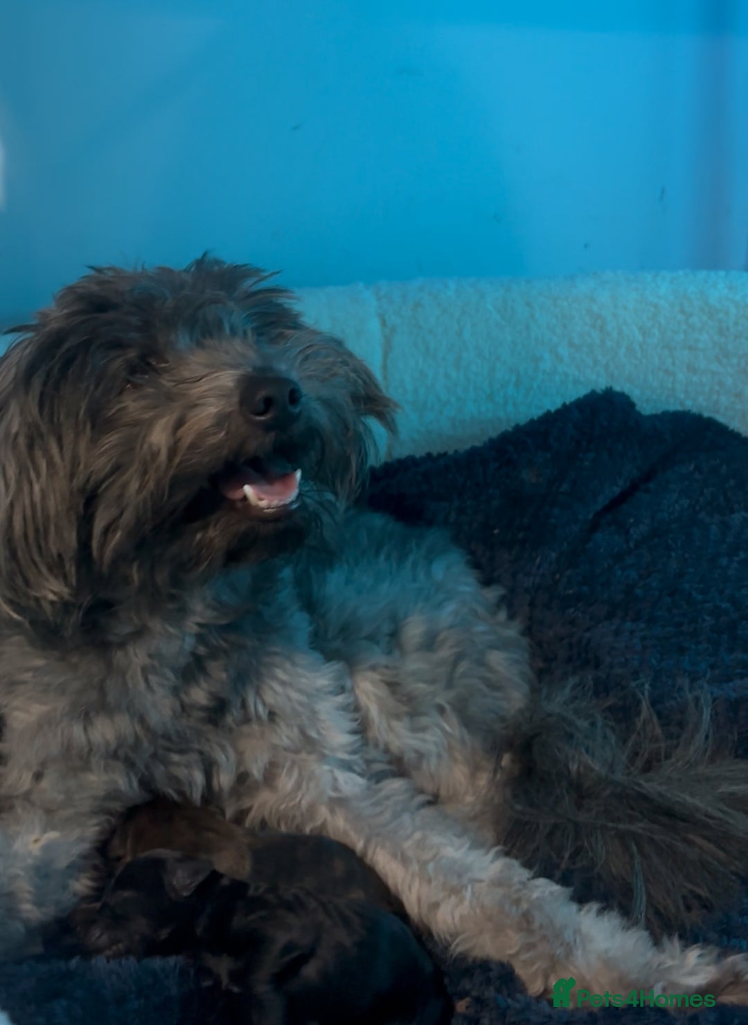 Mixed Breed dogs for sale: Last dog left - Advert 7