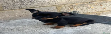 Chiweenie 5