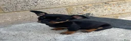 Chiweenie dogs for sale: 🌸 Beautiful Chiweenie Puppies 🌸 - Advert 12