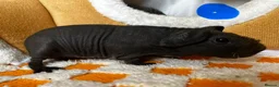 Guinea Pig rodents for sale: Baby Male & Female Guinea Pigs - Advert 7