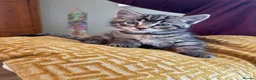 Mixed Breed cats for sale: Beautiful kittens in Strathdon - Advert 1