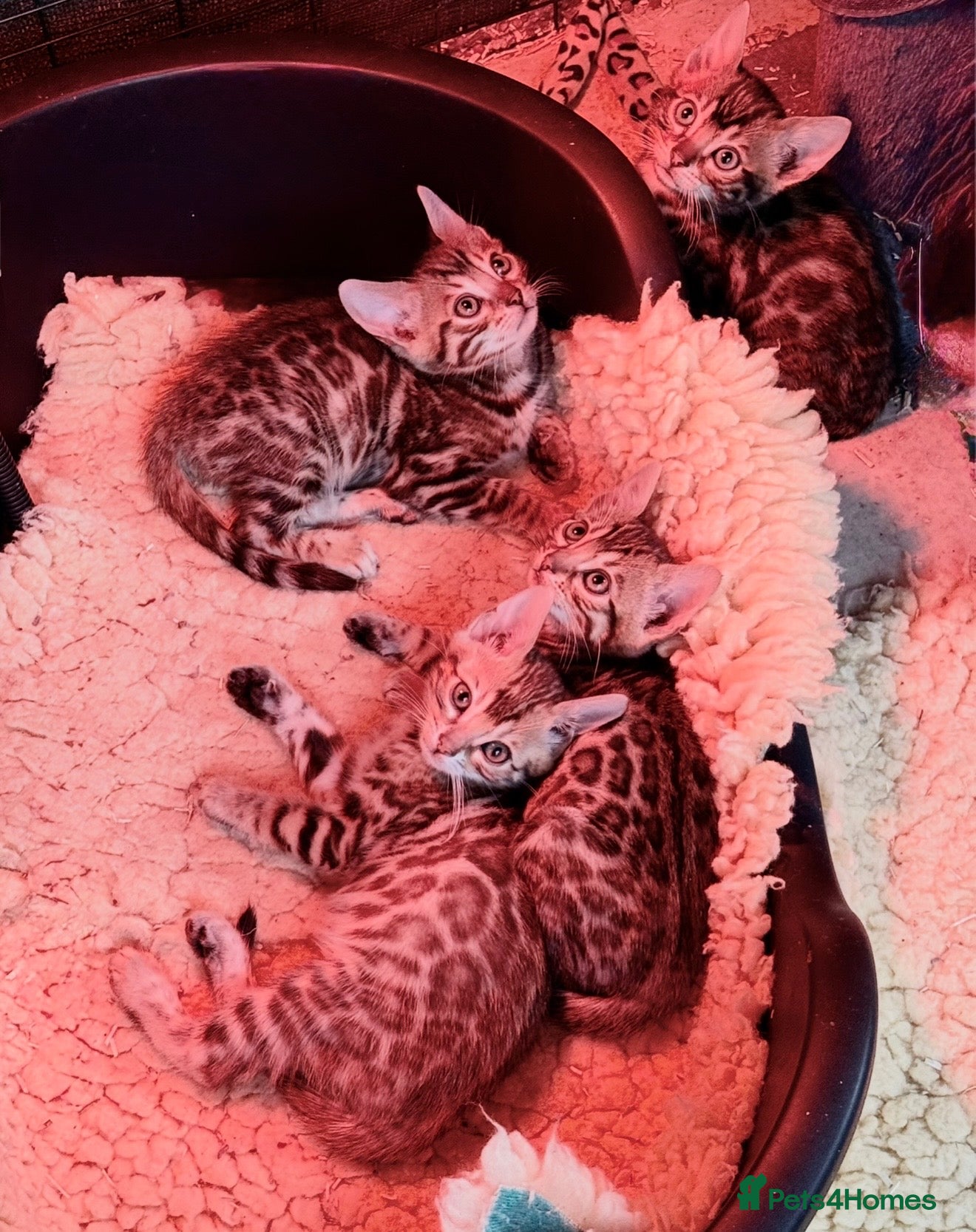 Bengal cats Pedigree Bengals Kittens 🐆 TICA registered 💙🩷 - Advert 2