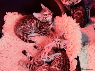 Bengal cats Pedigree Bengals Kittens 🐆 TICA registered 💙🩷 - Advert 8