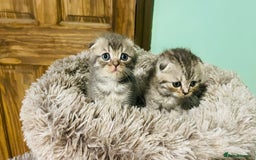 Scottish Fold cats for sale: Beautiful litter of Scottish fold reservation open - Image 5