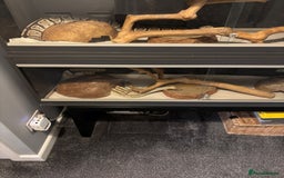 Python Snake reptiles for sale: Royal Python Pair +Full setups  - Image 9