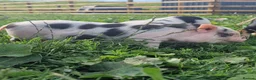 Pig livestock for sale: Super cute micro/mini and juliana pigs - Advert 7
