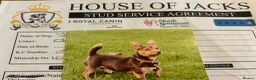 Jack Russell dogs for sale: 2 beautiful female Jack Russell puppies - Advert 7