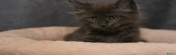 Maine Coon cats for sale: Mainecoon kittens TICA REGISTERED stunning - Advert 28