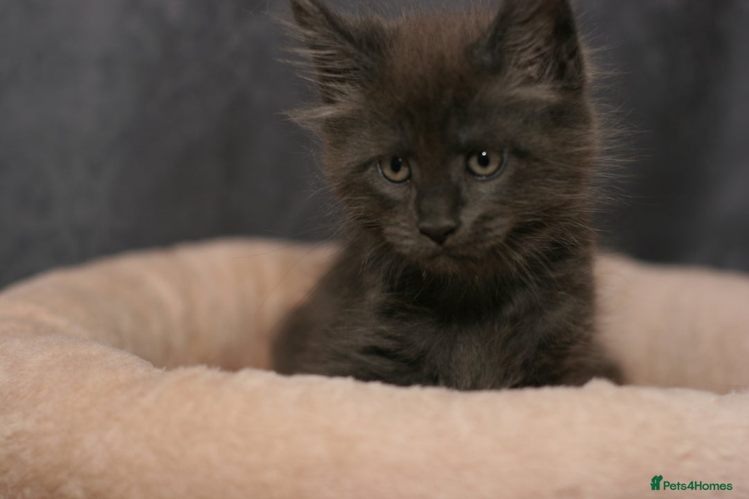 Maine Coon cats for sale: Mainecoon kittens TICA REGISTERED stunning - Advert 28