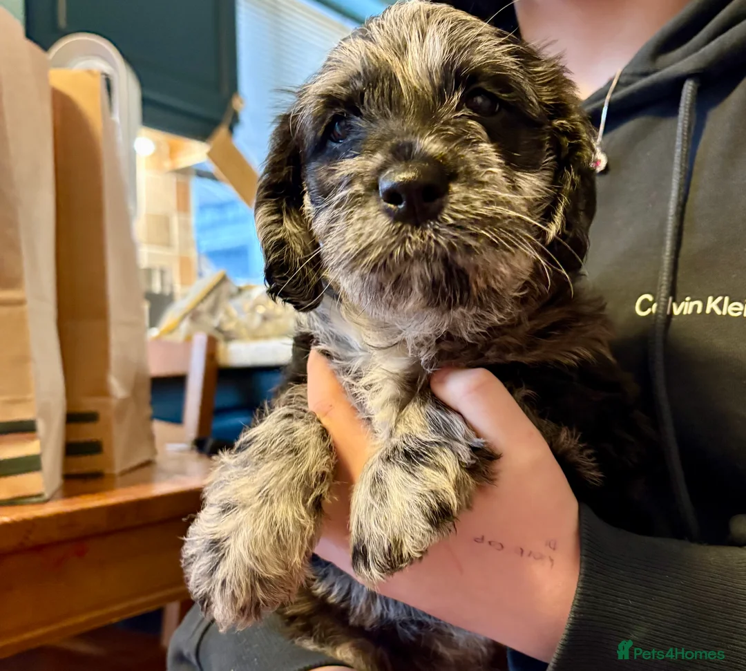 Labradoodle dogs for sale: Female F1 merle labradoodle  - Advert 4