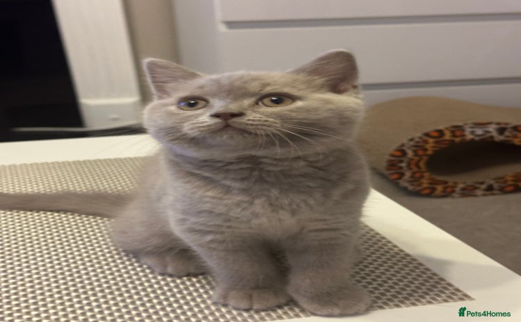 British Shorthair cats - Advert 10